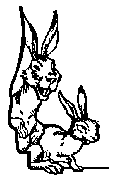 hase