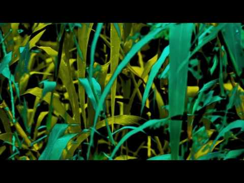 So Beast - Nokturno (Silence For Neighbourhood)